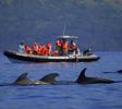 Our boat with pilot whale